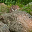 fauler Luchs