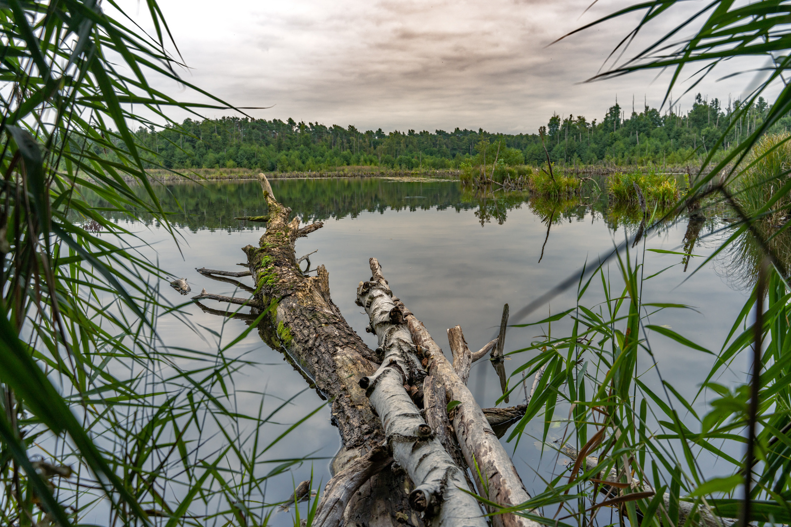 Fauler See September 2021 Foto & Bild landschaften, fotos, wasser