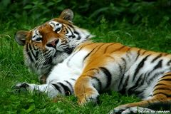 Fauler Tiger