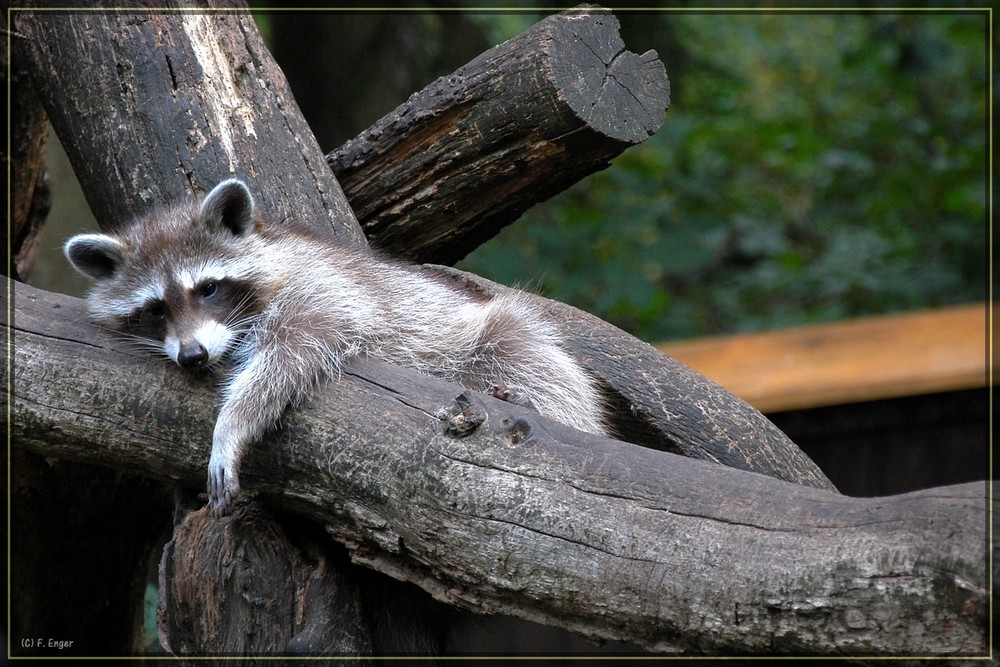 Fauler Waschbär