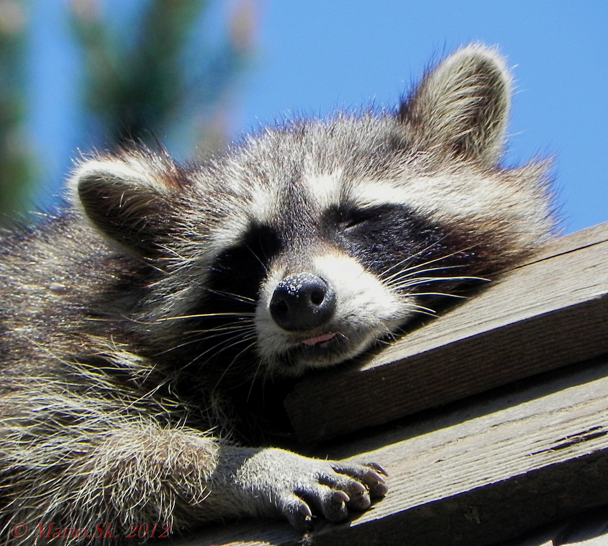 Fauler Waschbär