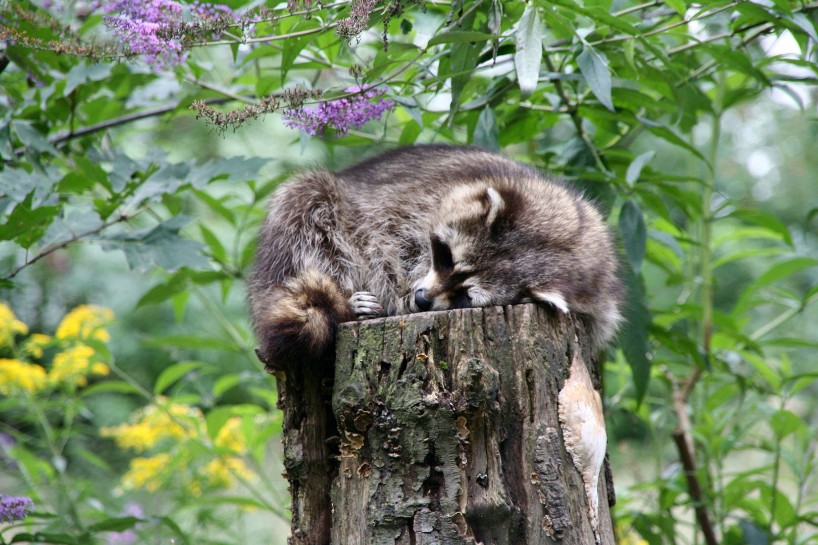 fauler Waschbär!