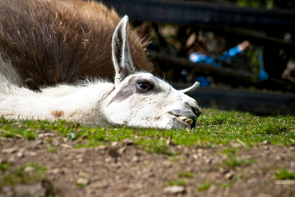 "faules Lama"