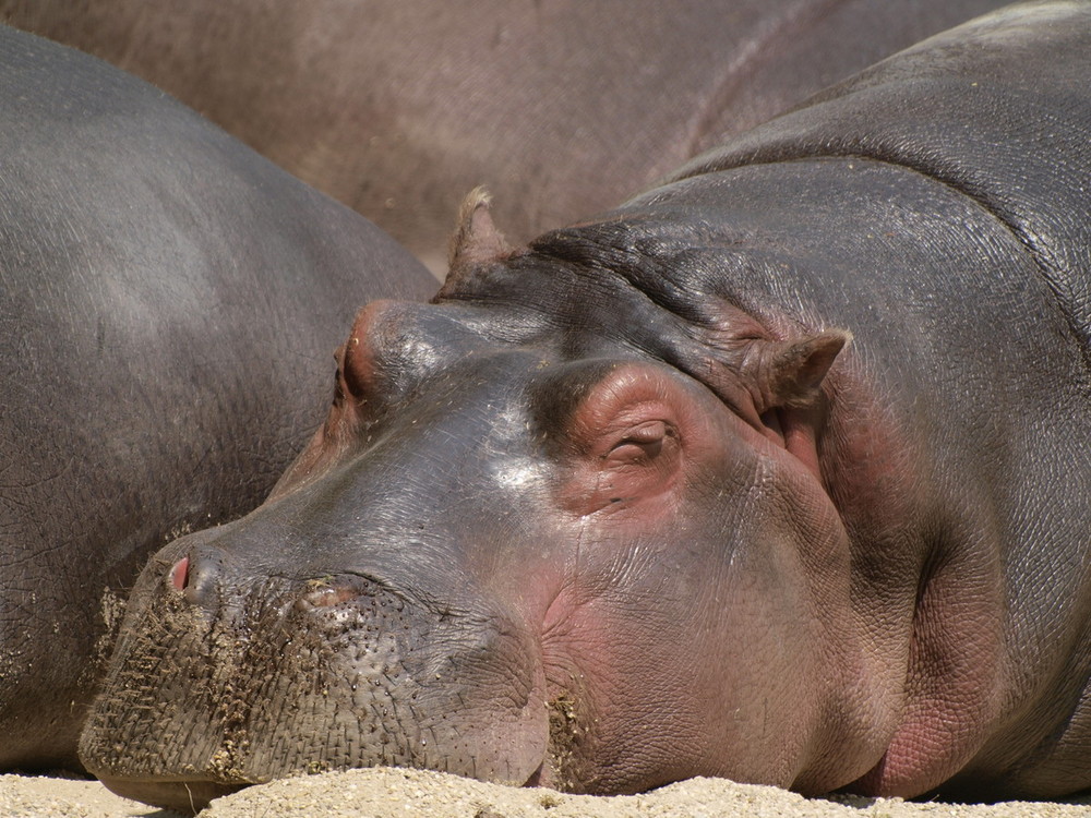 Faules Nilpferd im Wiener Tierpark