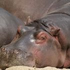 Faules Nilpferd im Wiener Tierpark