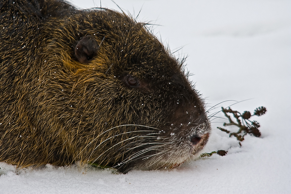 faules Nutria