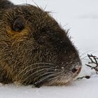 faules Nutria