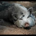 Faules Schwein