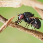 Faulfliege (Lauxania cylindricornis)