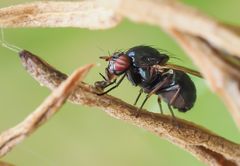 Faulfliege (Lauxania cylindricornis)