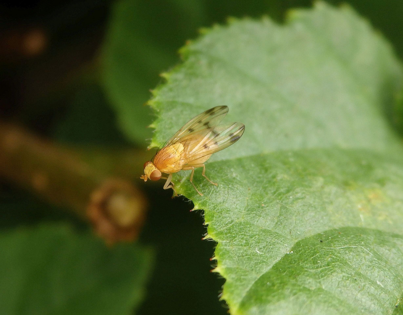 Faulfliege - Meiosimyza decempunctata