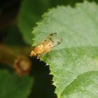 Faulfliege - Meiosimyza decempunctata