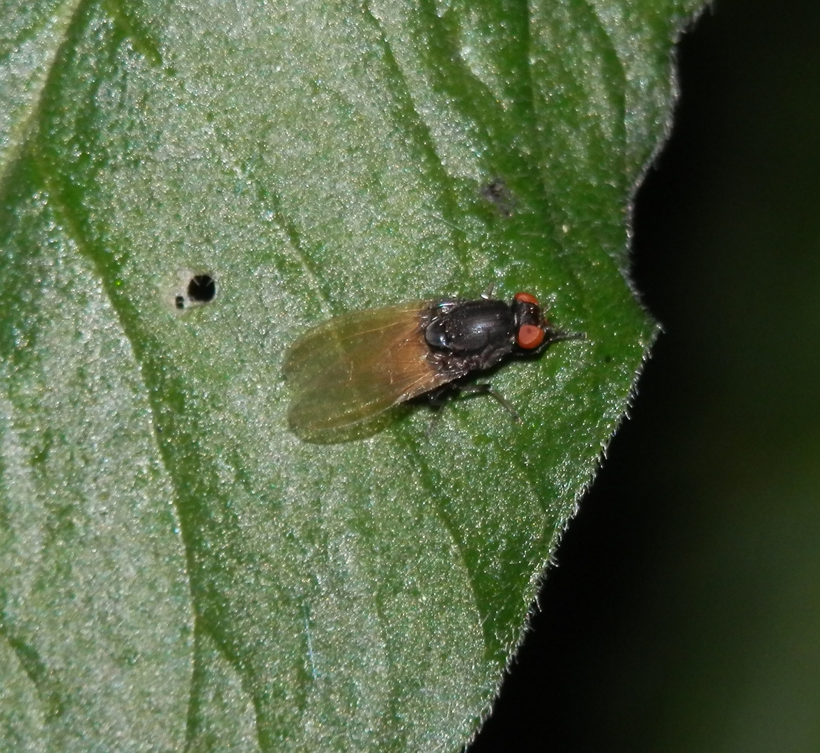 Faulfliege (Minettia longipennis)