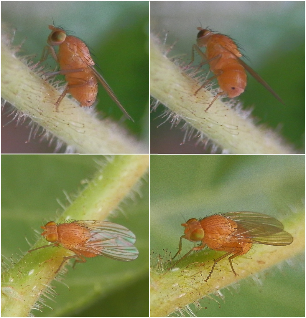 Faulfliege (Sapromyza quadricincta)