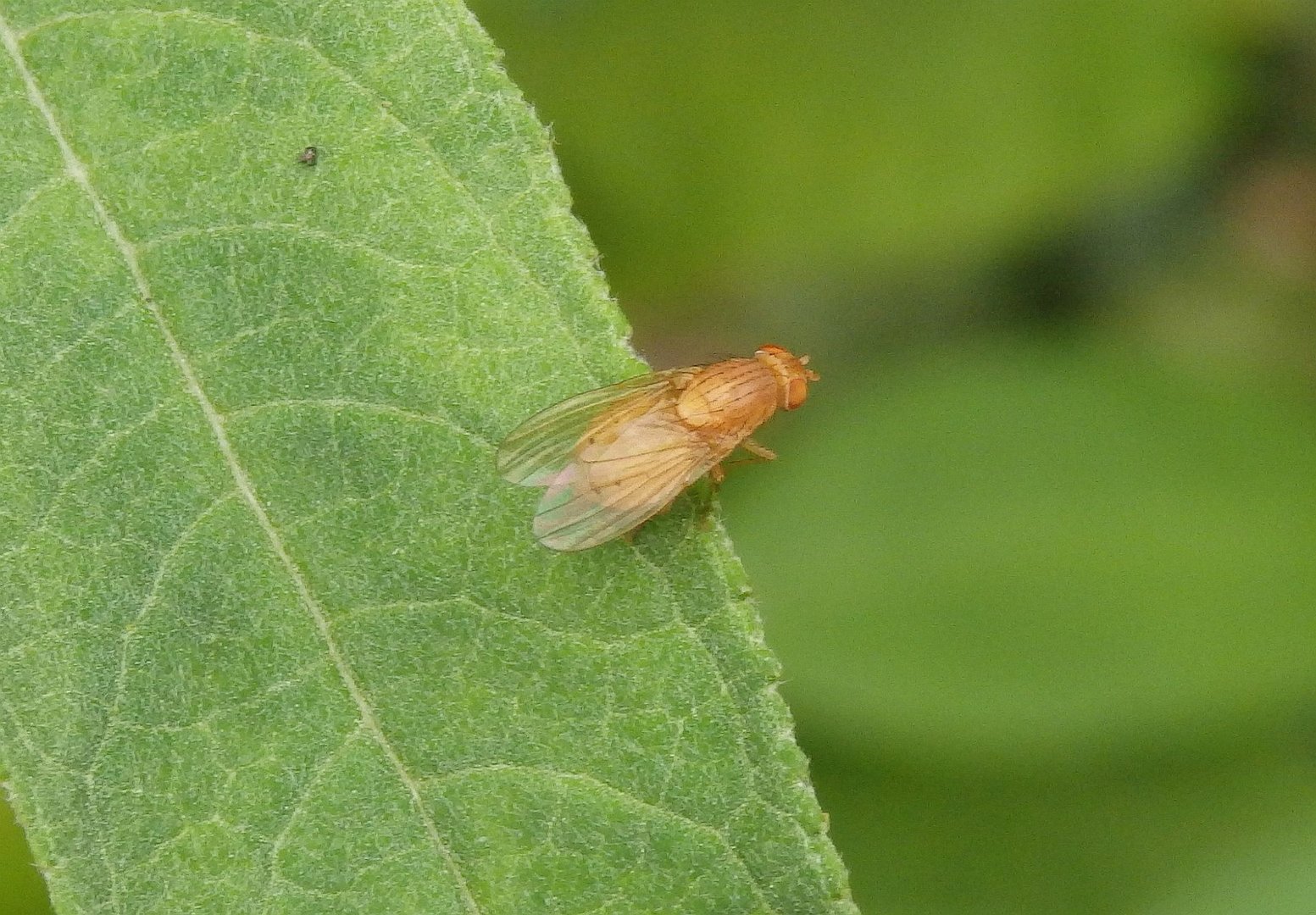 Faulfliege - Sapromyza quadripunctata