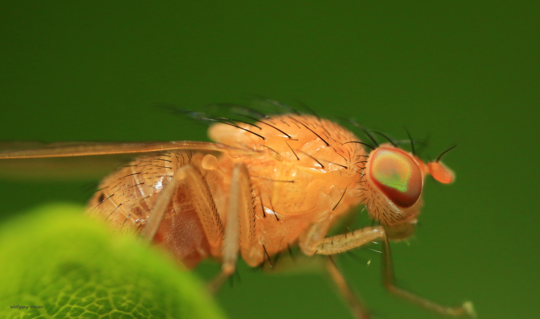 Faulfliege Sapromyzosoma quadricincta