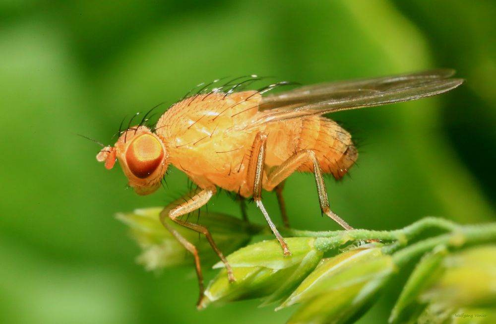 Faulfliege Sapromyzosoma quadricincta