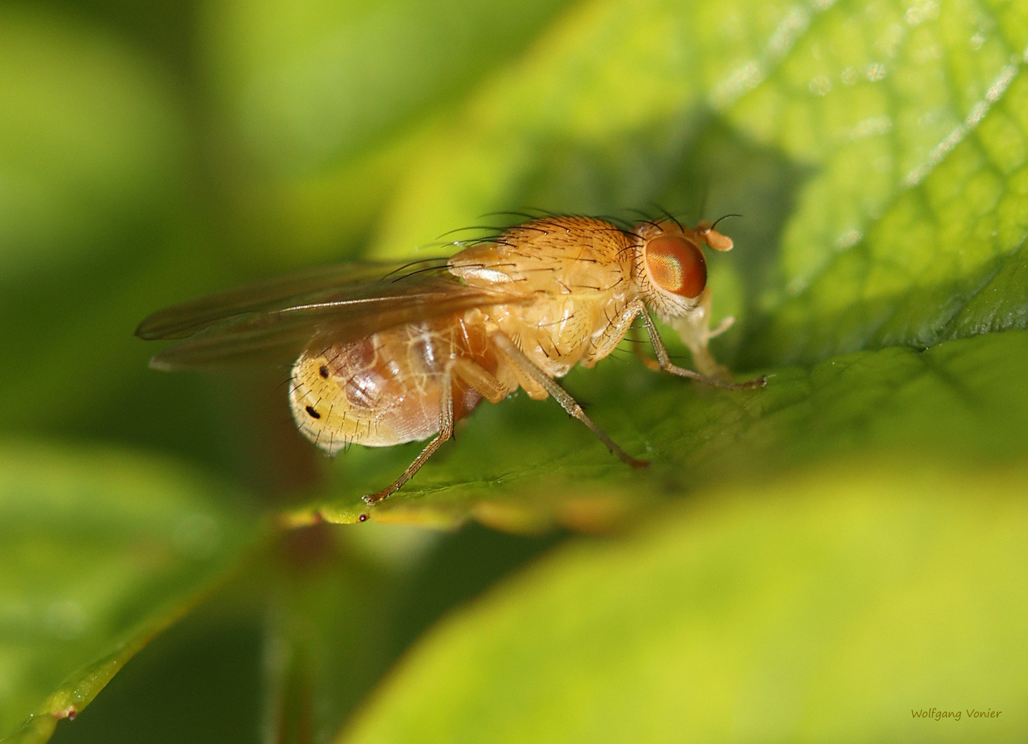 Faulfliege Sapromyzosoma quadricincta