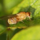 Faulfliege Sapromyzosoma quadricincta