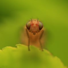 Faulfliege Sapromyzosoma quadricincta