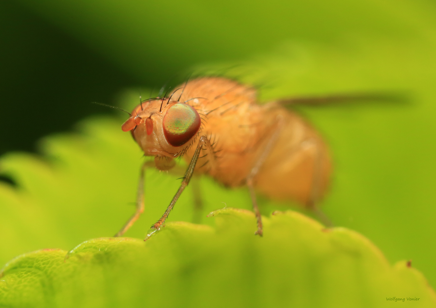 Faulfliege Sapromyzosoma quadricincta