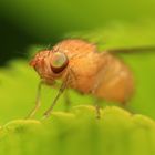 Faulfliege Sapromyzosoma quadricincta