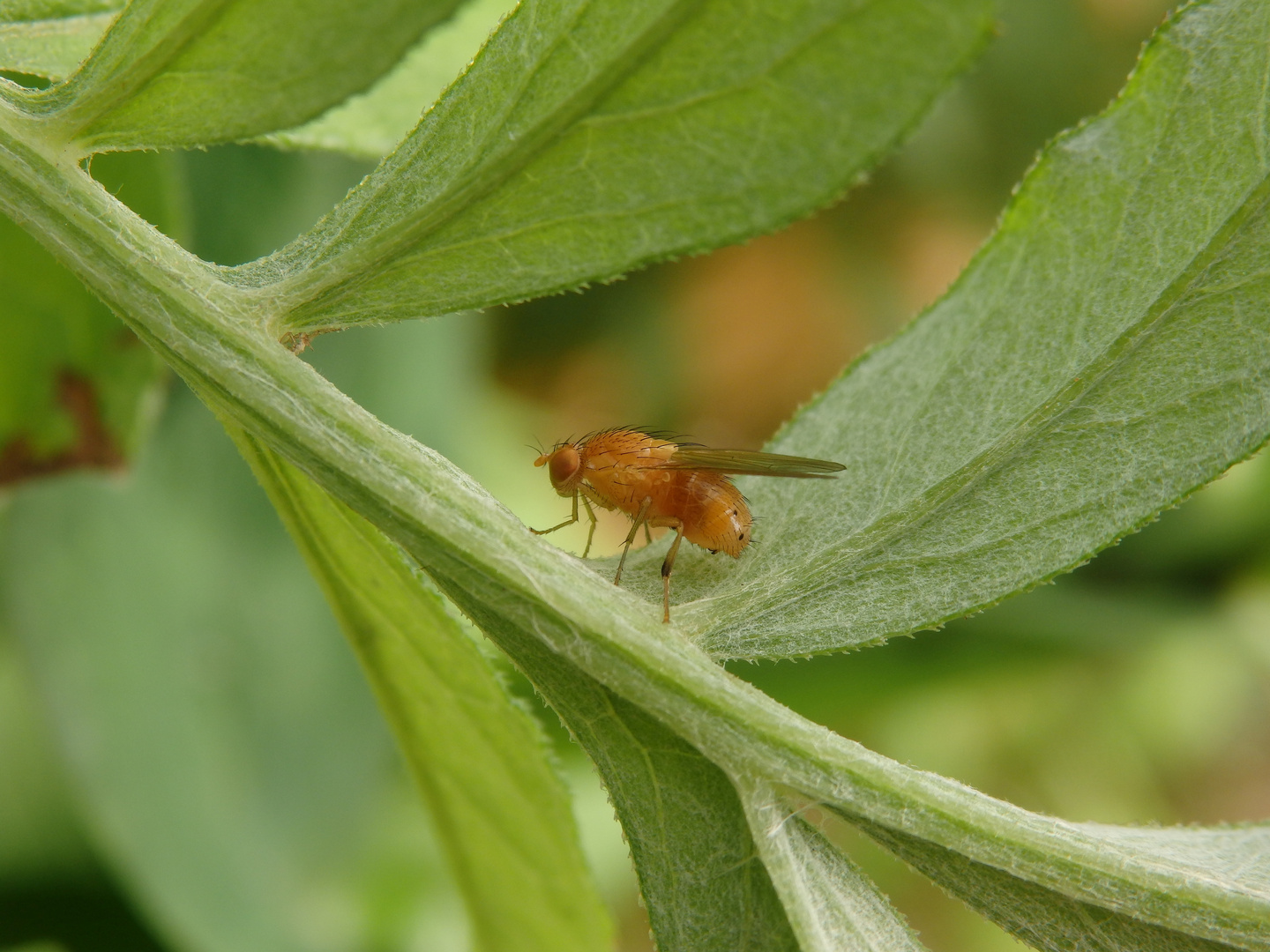 Faulfliege (Sapromyzosoma) - vielleicht Sapromyza quadricincta