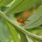 Faulfliege (Sapromyzosoma) - vielleicht Sapromyza quadricincta