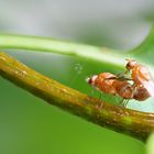 Faulfliegen bei Arterhaltung