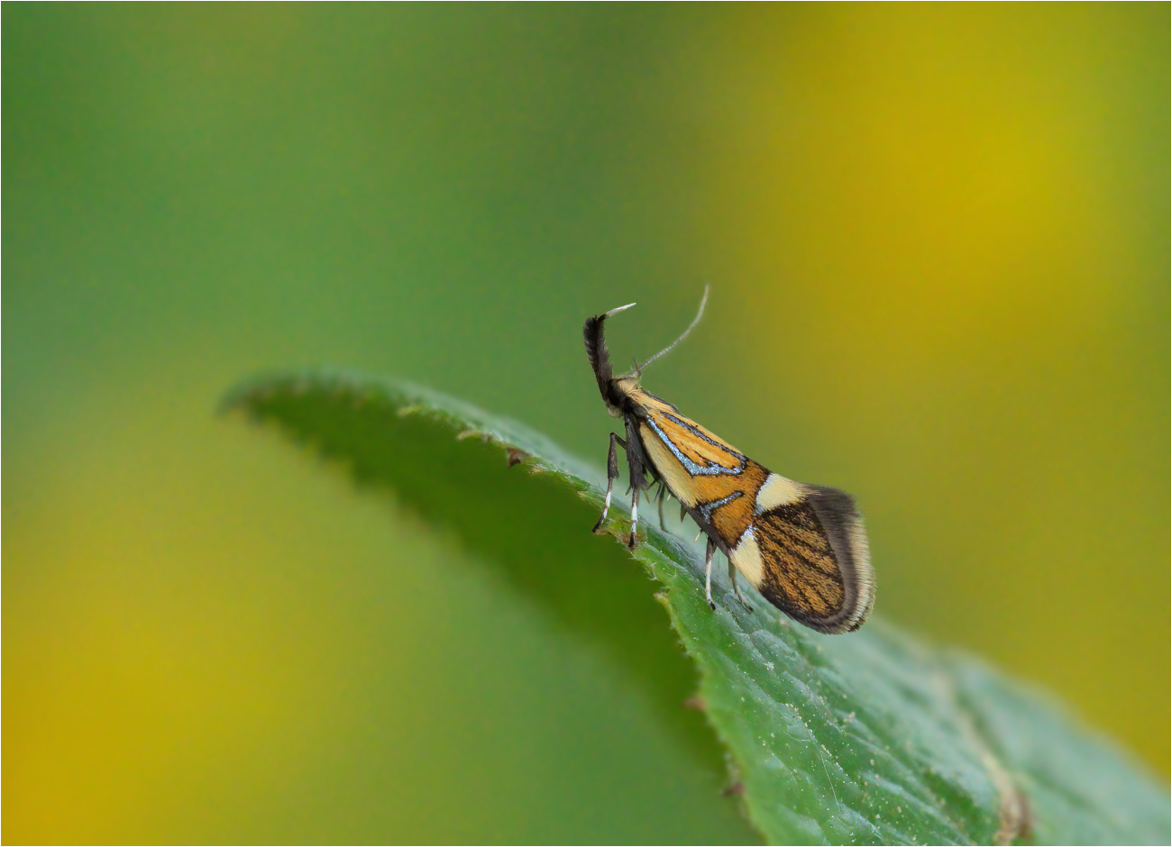 Faulholzmotte (Alabonia geofrella)