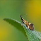 Faulholzmotte (Alabonia geofrella)