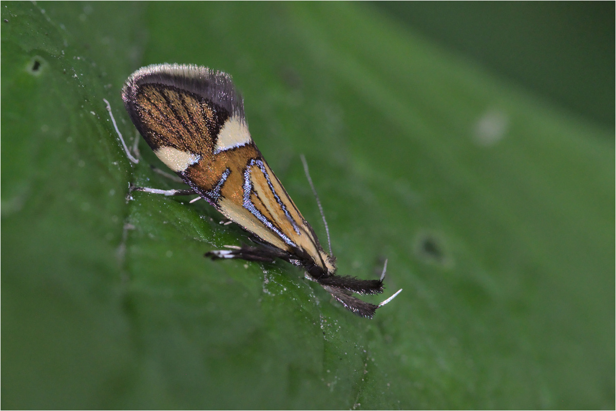 Faulholzmotte (Alabonia geofrella)