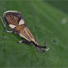 Faulholzmotte (Alabonia geofrella)