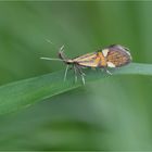 Faulholzmotte (Alabonia geofrella)