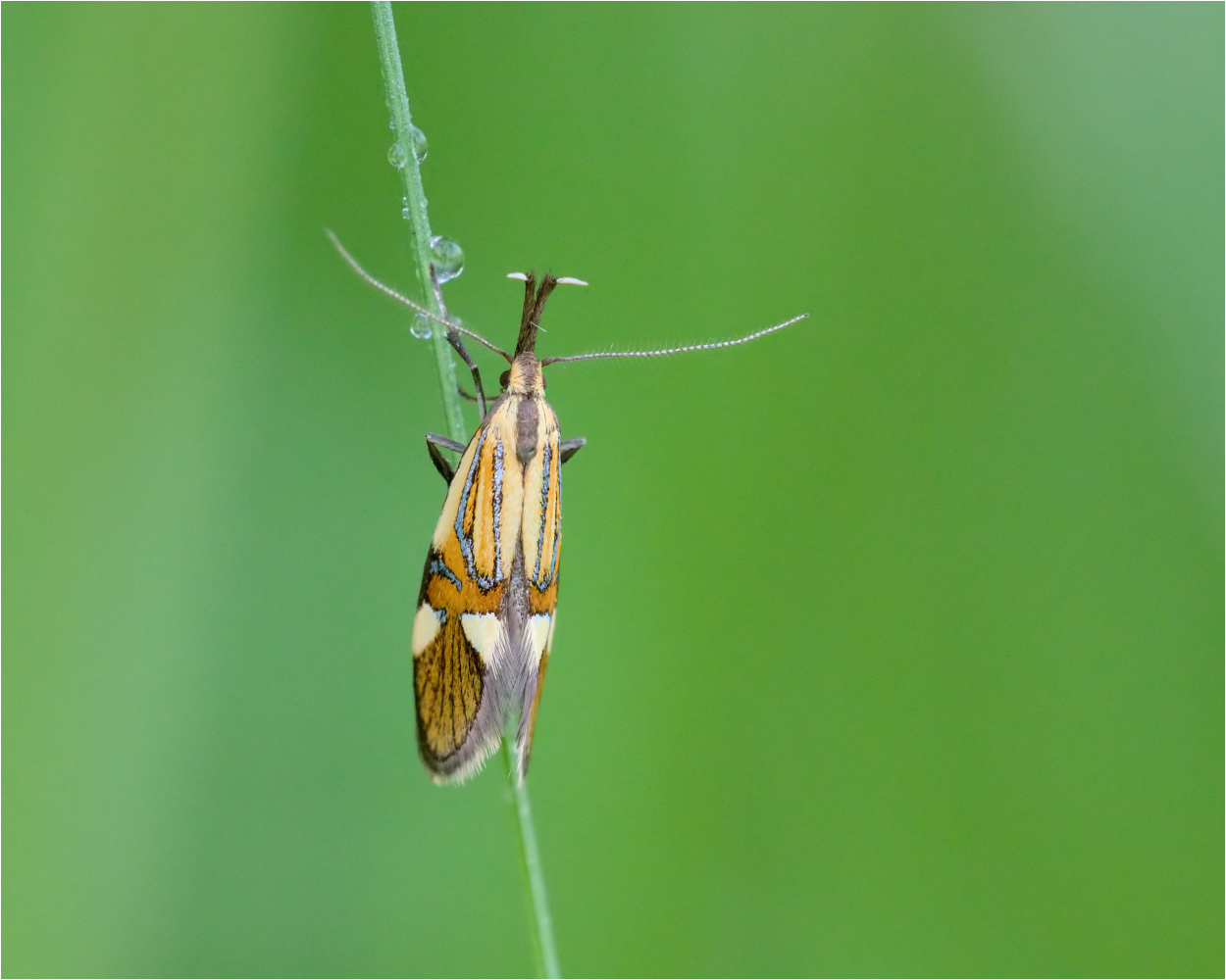 Faulholzmotte (Alabonia geofrella)