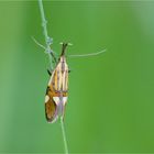 Faulholzmotte (Alabonia geofrella)