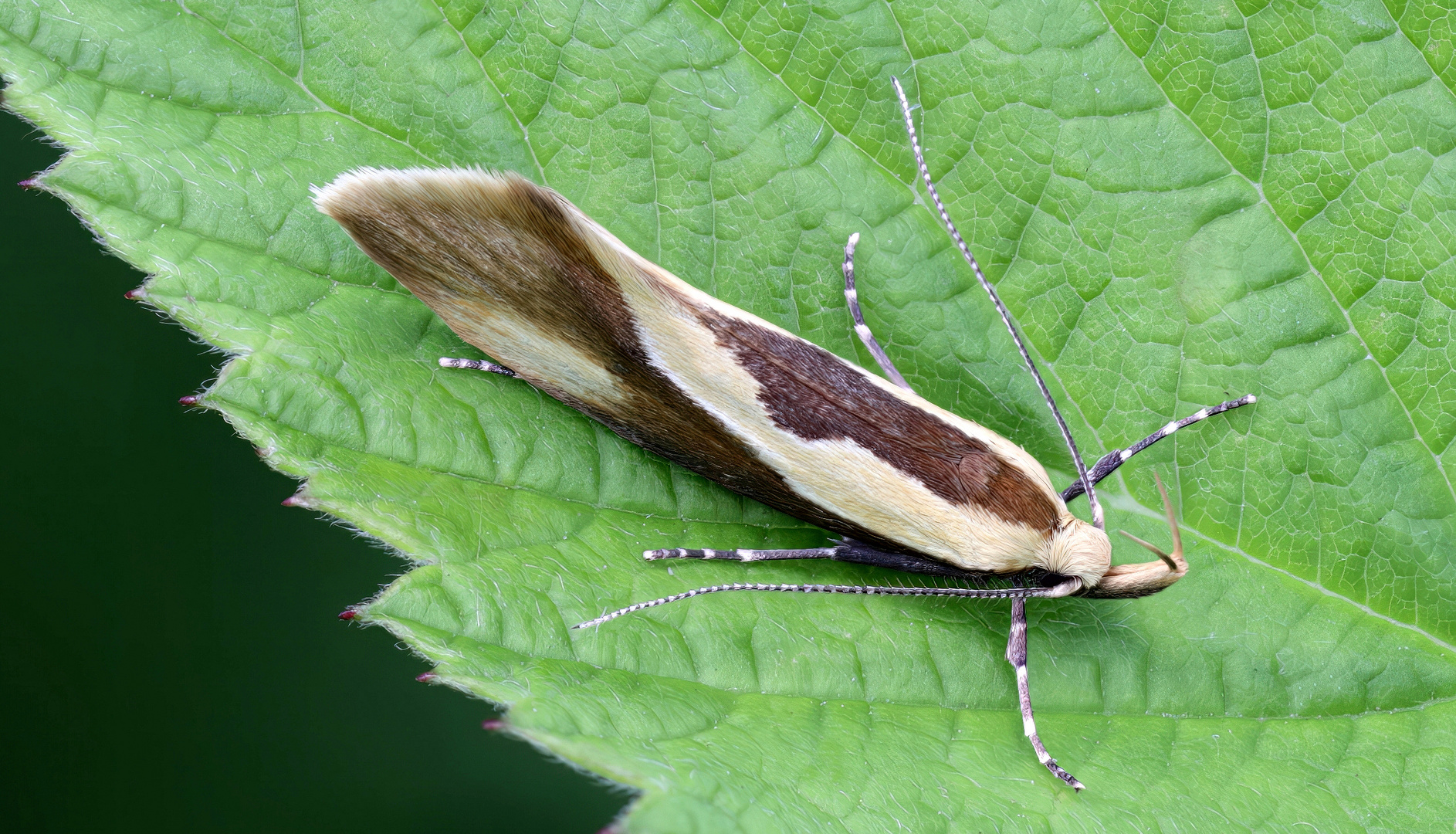 Faulholzmotte ( Harpella forficella)