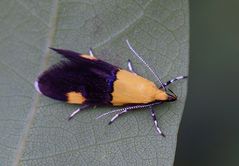 Faulholzmotte(Oecophoridae  bractella )