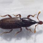 Faulholzrüssler (Cossonus linearis)