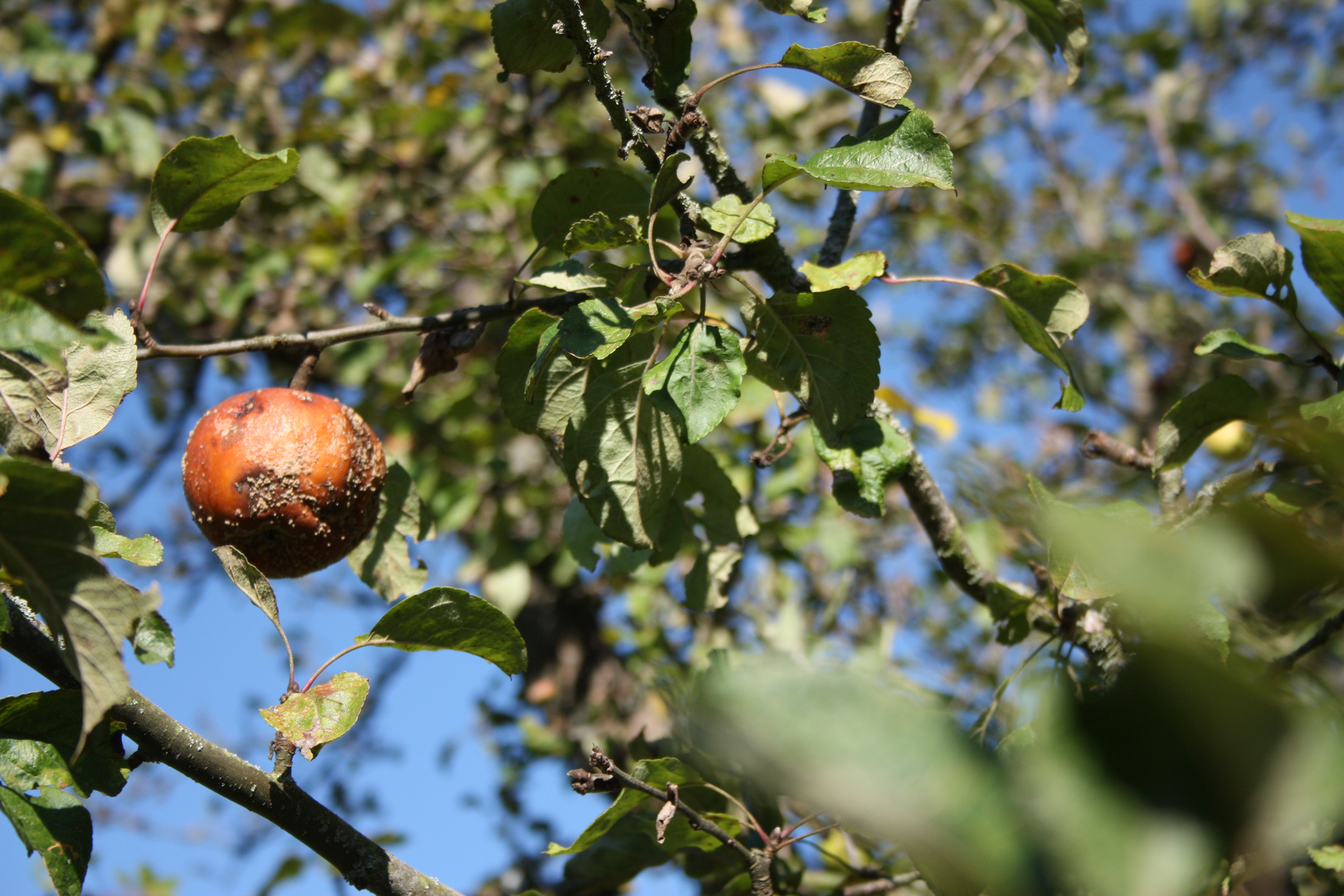 Fauliger Apfel