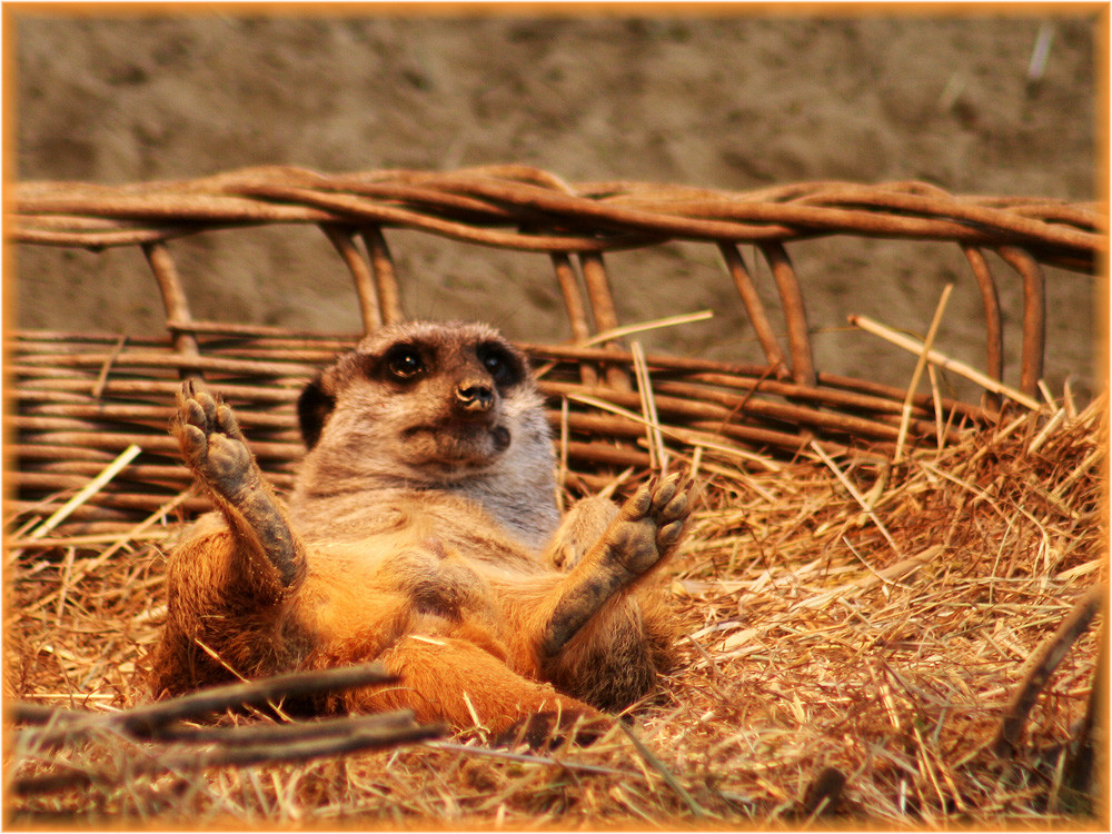Faulpelz Foto & Bild | tiere, zoo, wildpark & falknerei, säugetiere ...