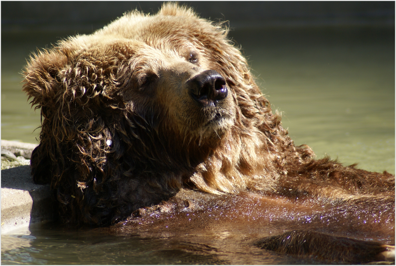 Faulpelz im Duisburger Zoo