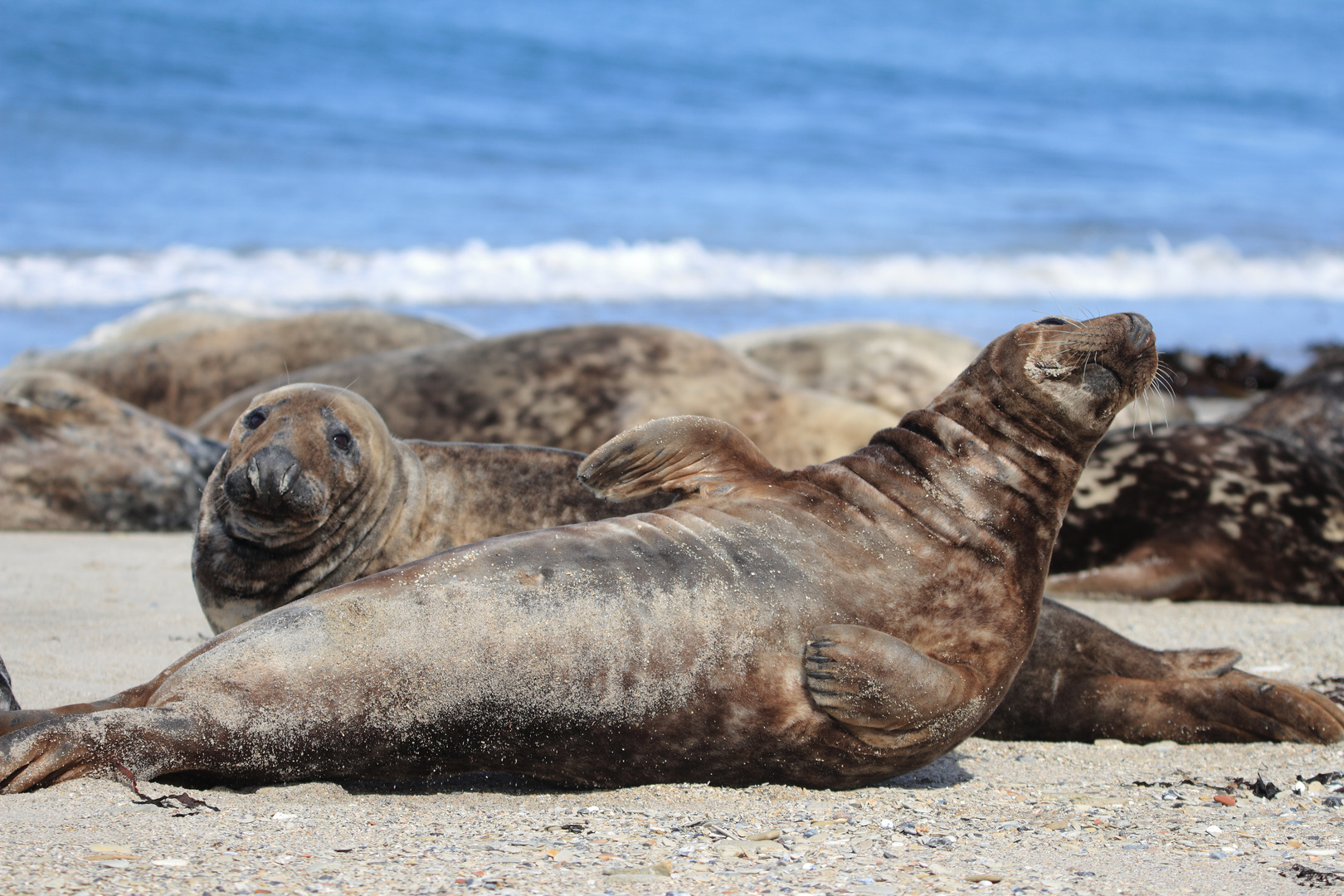 Faulpelze am Strand