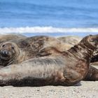 Faulpelze am Strand