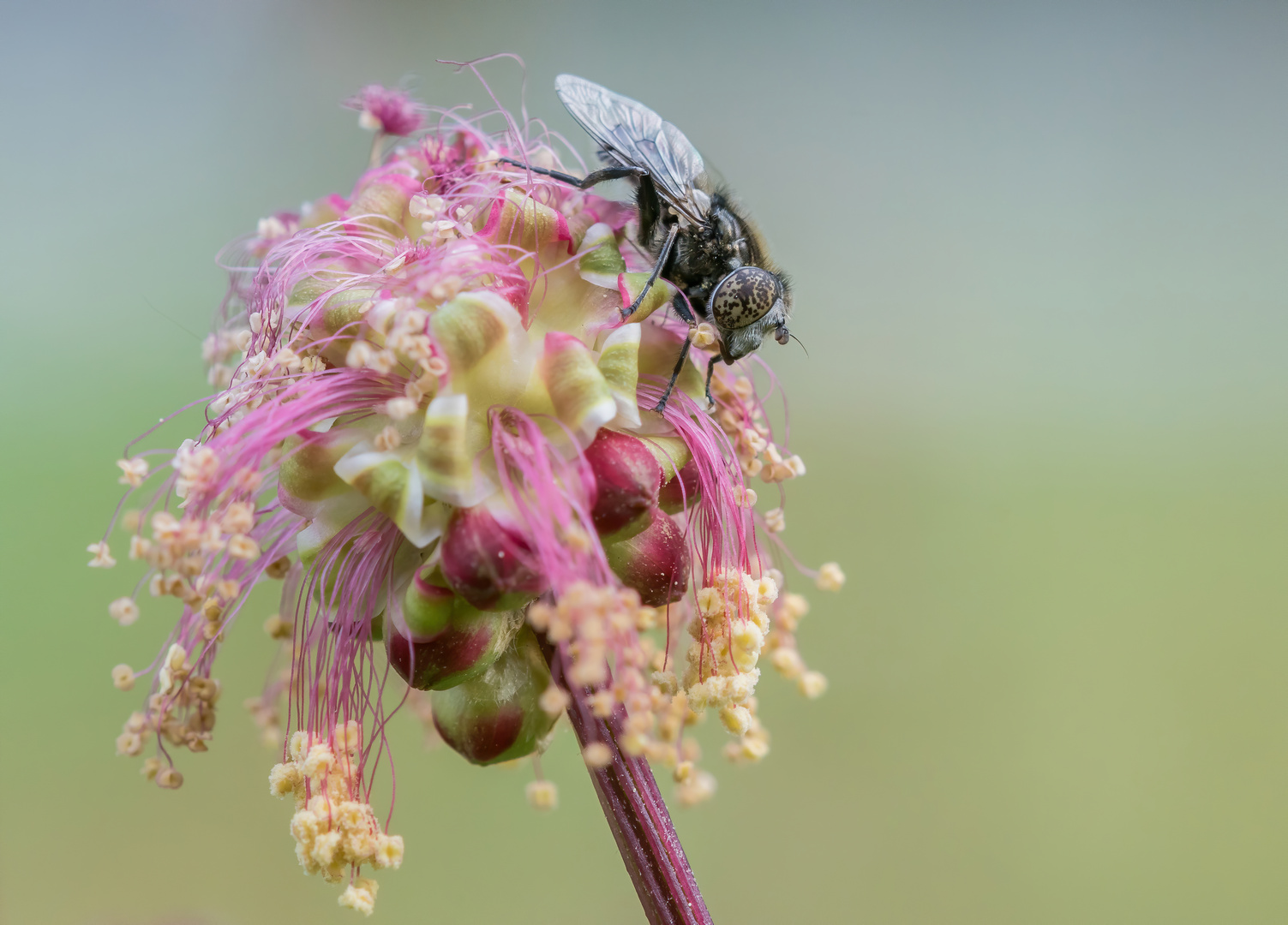 Faulschlamm Schwebefliege