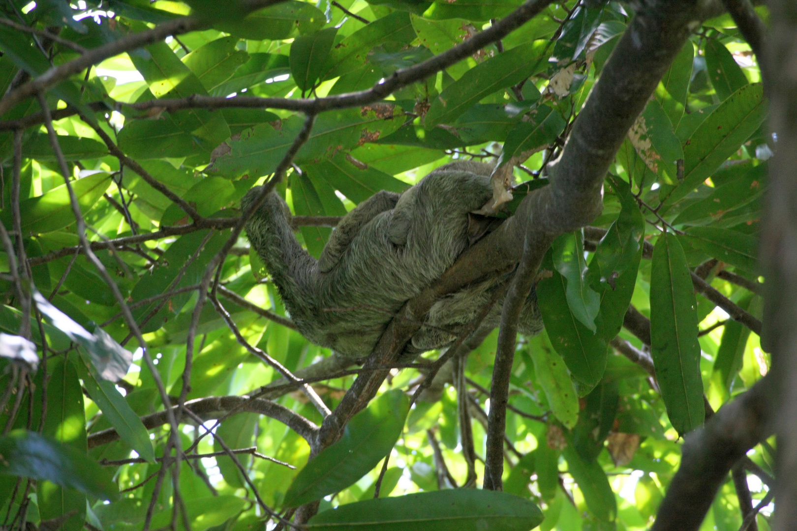 Faultier Foto & Bild | world, natur, tiere Bilder auf fotocommunity