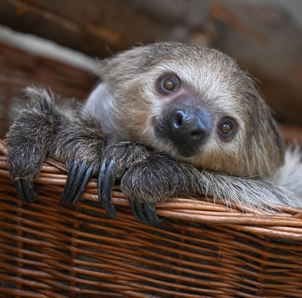 Faultier Foto & Bild | bilder, fotos, nikon Bilder auf fotocommunity