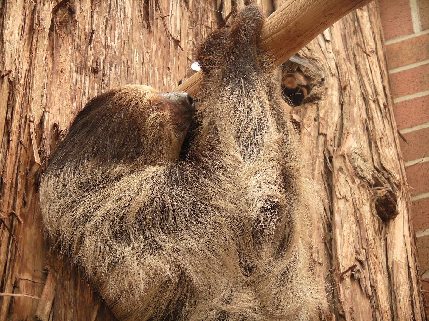 Faultier im Zoo Dortmund