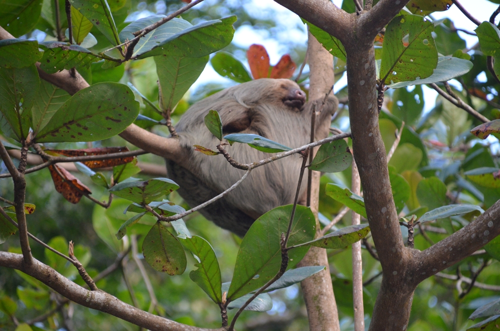 Faultier in CostaRica