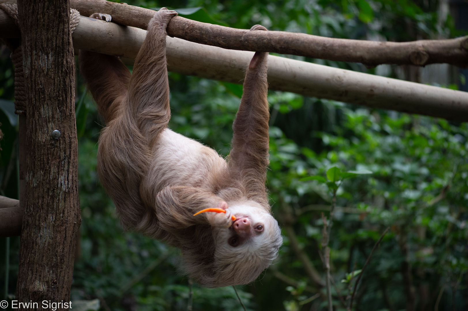 Faultier in einem Sanctuary - Monteverde - Costa Rica